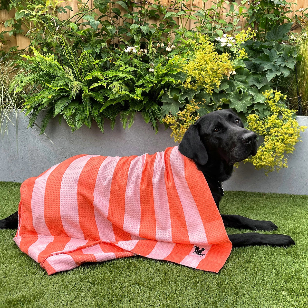 Dog Towels - Soft Not Ruff, Quick Dry & Absorbent - LARGE